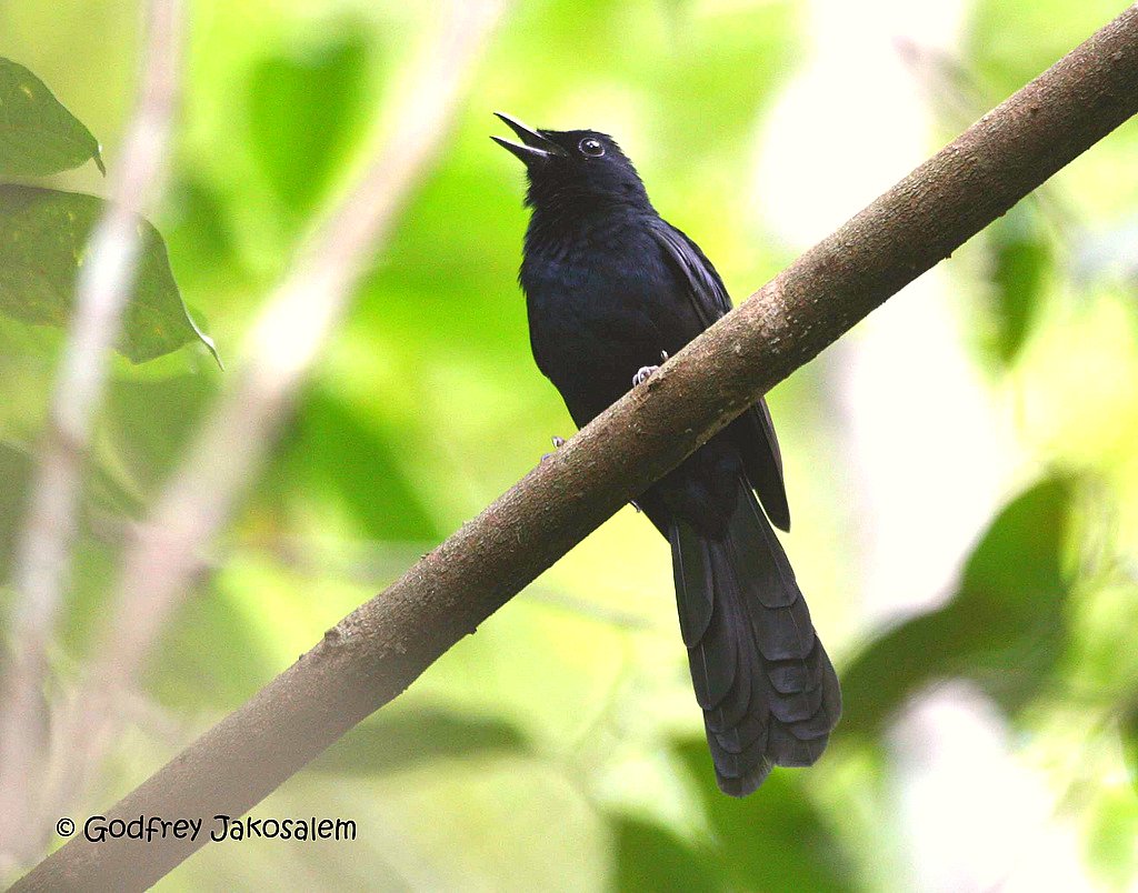 Black Shama