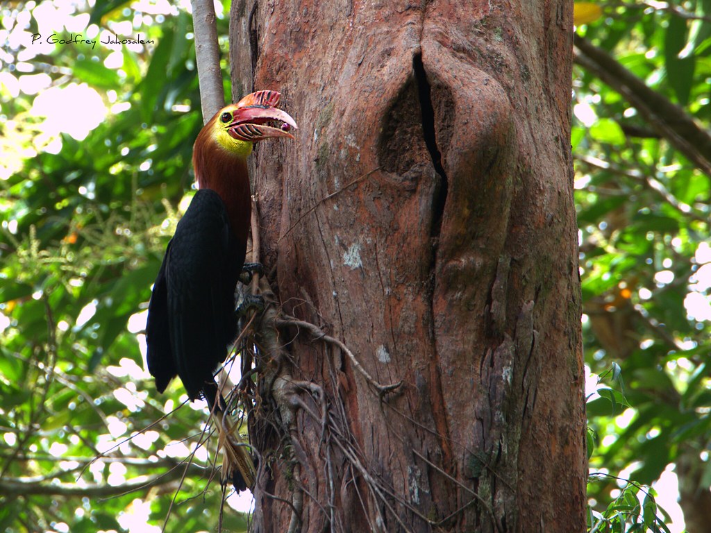 Rufous-headed Hornbill